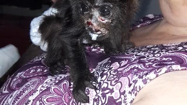 Rescued Howler Monkey Infant Enjoys a Meal