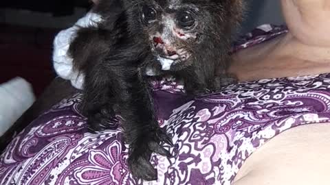 Rescued Howler Monkey Infant Enjoys a Meal