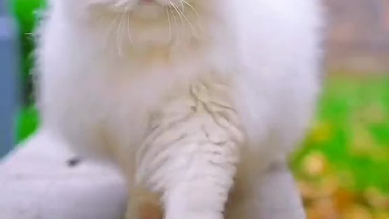 Cute Cat