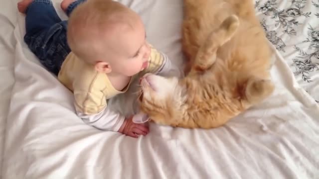 cats likes babies