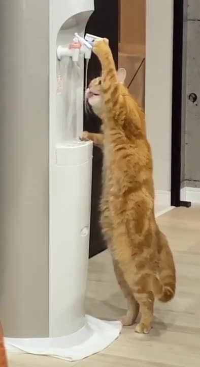 Hilarious Cat Memes - 23 -😹-Never underestimate the intelligence of a cat