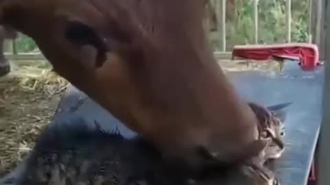 Cat new friend cow love