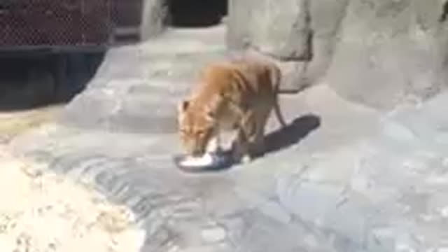 Lion Drinking Water