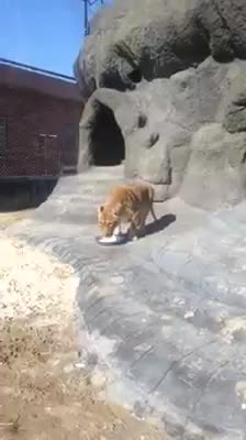 Lion Drinking Water