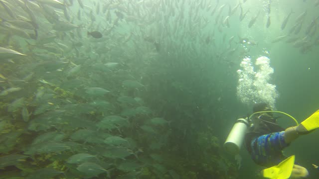 School of Fish, Sabah