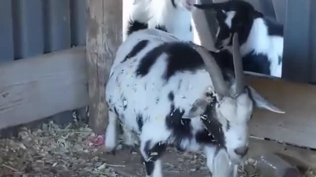 Goat fail compilation it's so funny ..