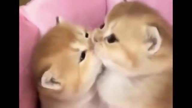 Baby Animals Cute Moment