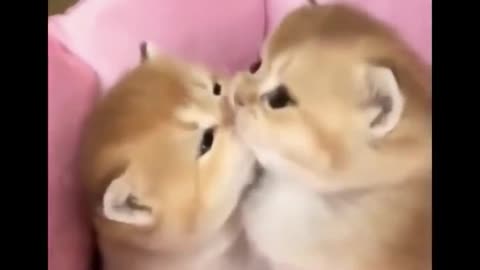 Baby Animals Cute Moment