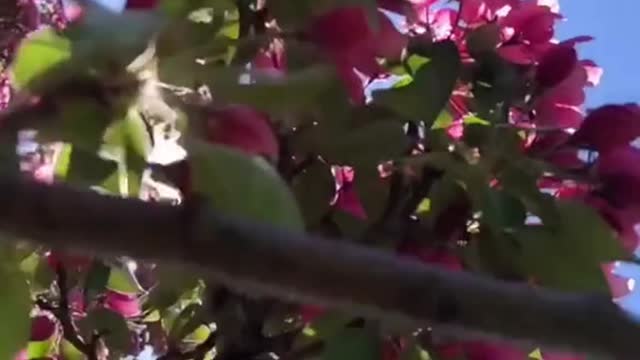 Blooming trees in spring in Canada