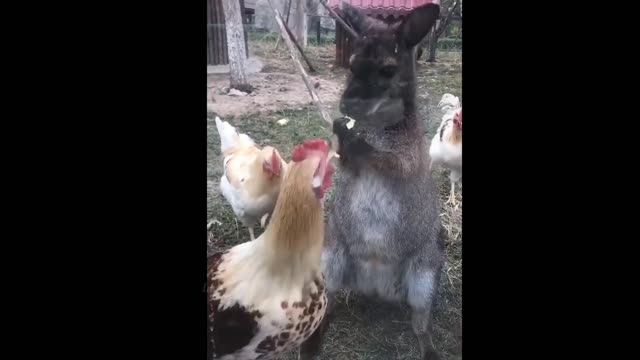 Funny Moments Of Hen and Kangaroo