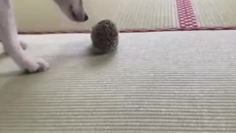 The dog has fun with a hedgehog