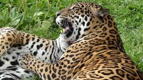 wild animal JAGUAR COUPLE brazilian fauna wetland amazon jaguar brazilian brazil