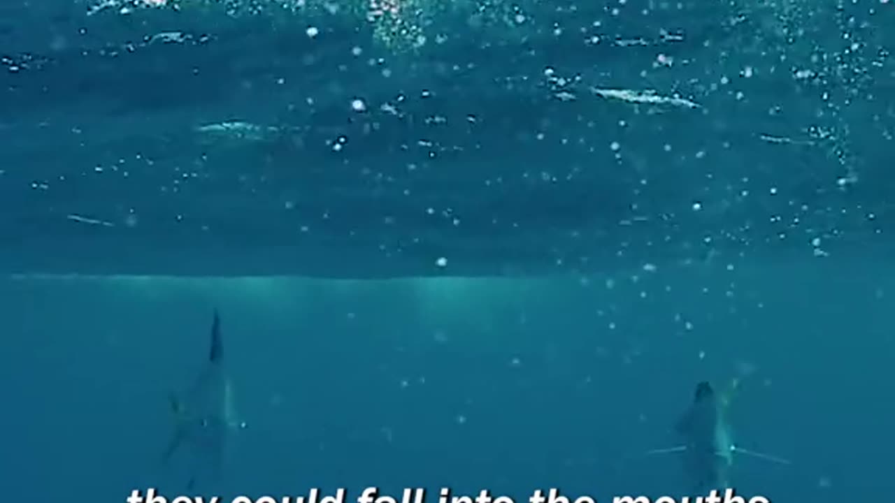 beautiful scene of flying fish