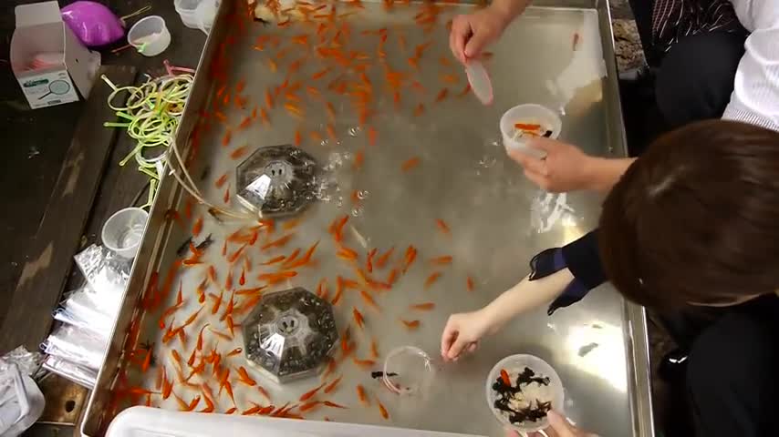 Japanese fish catching game