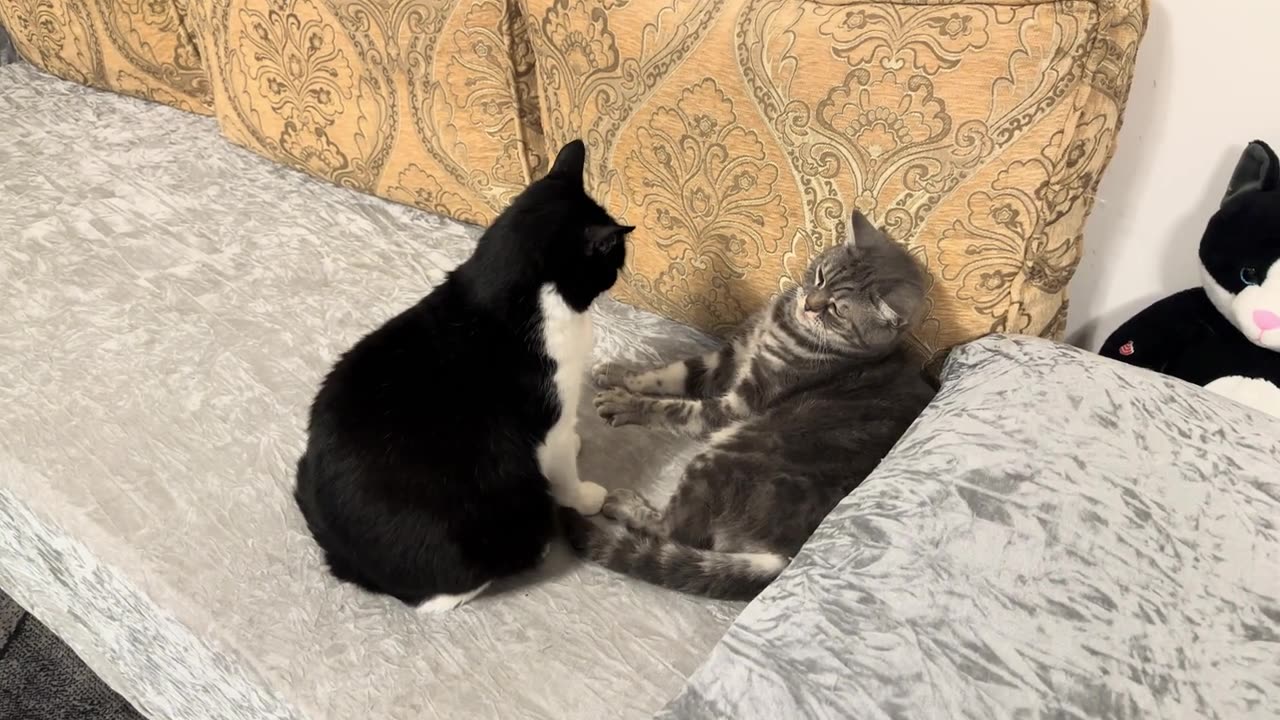 Cat Interrupts Other Cat s Nap Time