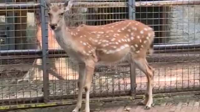 Beautiful Sika Deer