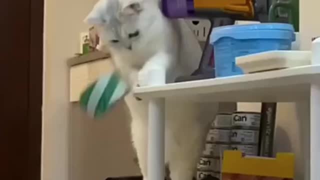 Very funny cats playing and running