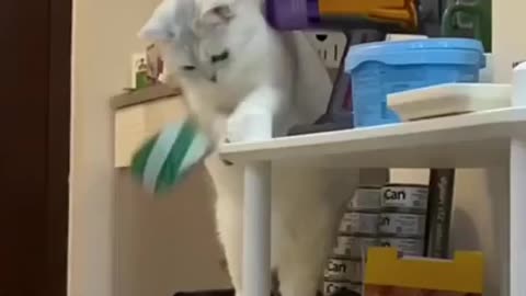 Very funny cats playing and running