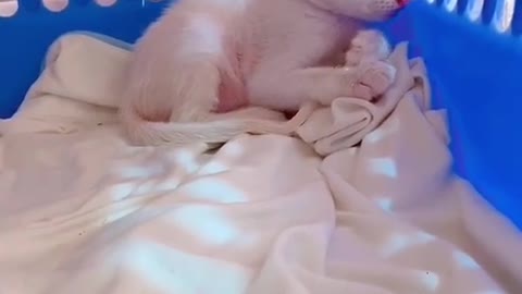puppy care