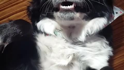 Black dog lays on his back while owner pets his stomach