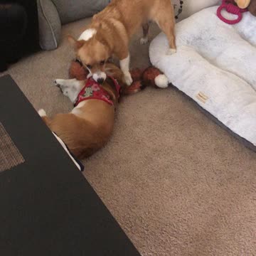 Corgis learning how to wrestle