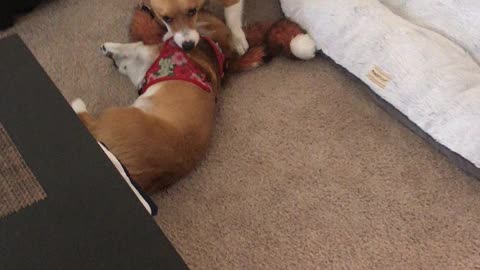 Corgis learning how to wrestle