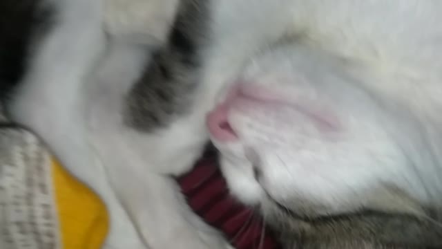 Innocent little kitten sleepingš¤