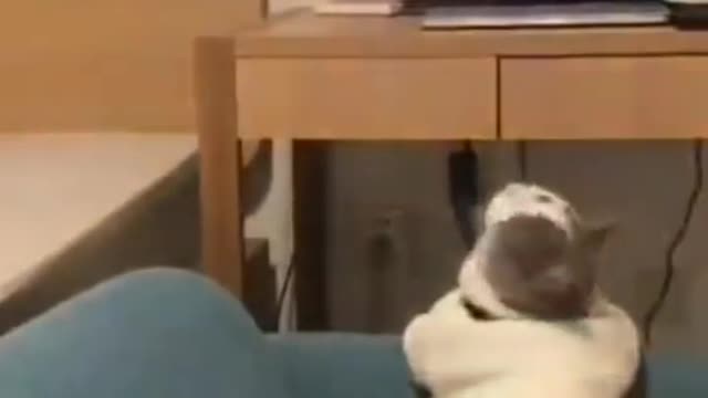 Funny cat watching tom and Jerry😄😍