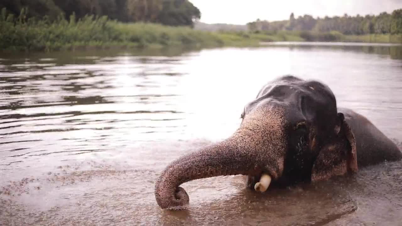 Elephant bathe in the lake