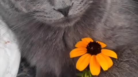 Beautiful video with the look of a cat.