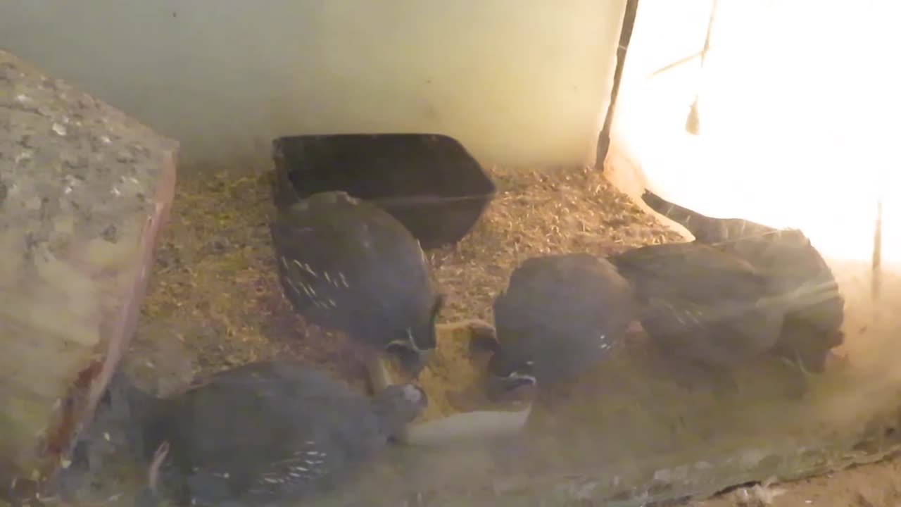 Roulroul partridge chicks