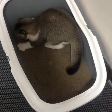 Funny cat #shorts #kittens #funnycats #смешныекоты