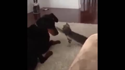 Funny cat, no matter how big a monster can be handled