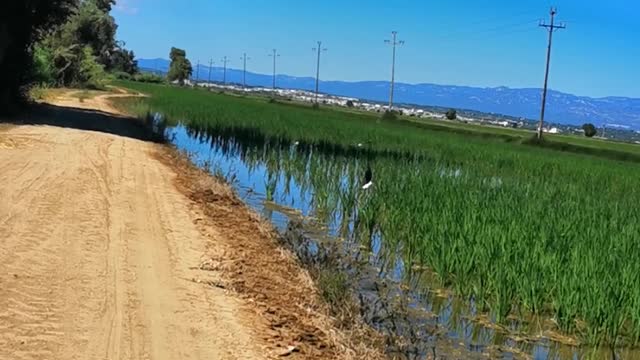 Delta rzeki Ebro , Hiszpania