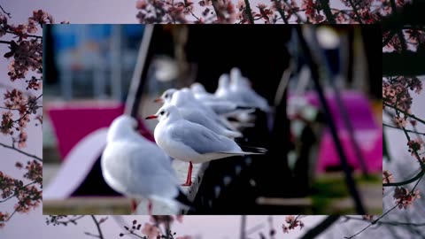 BIrds flower