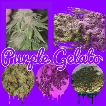 Cannabis grow 2020 Pruple Gelato
