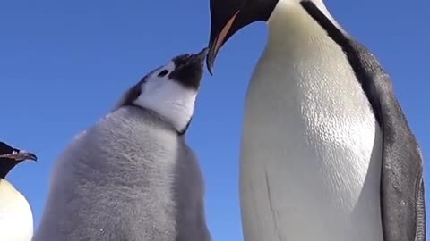 Emperor Penguin Chick Feeding