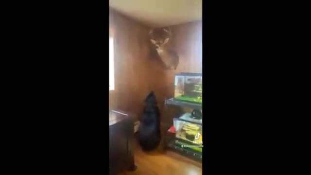 Dog Day Pooch Gets Head Stuck in Wall