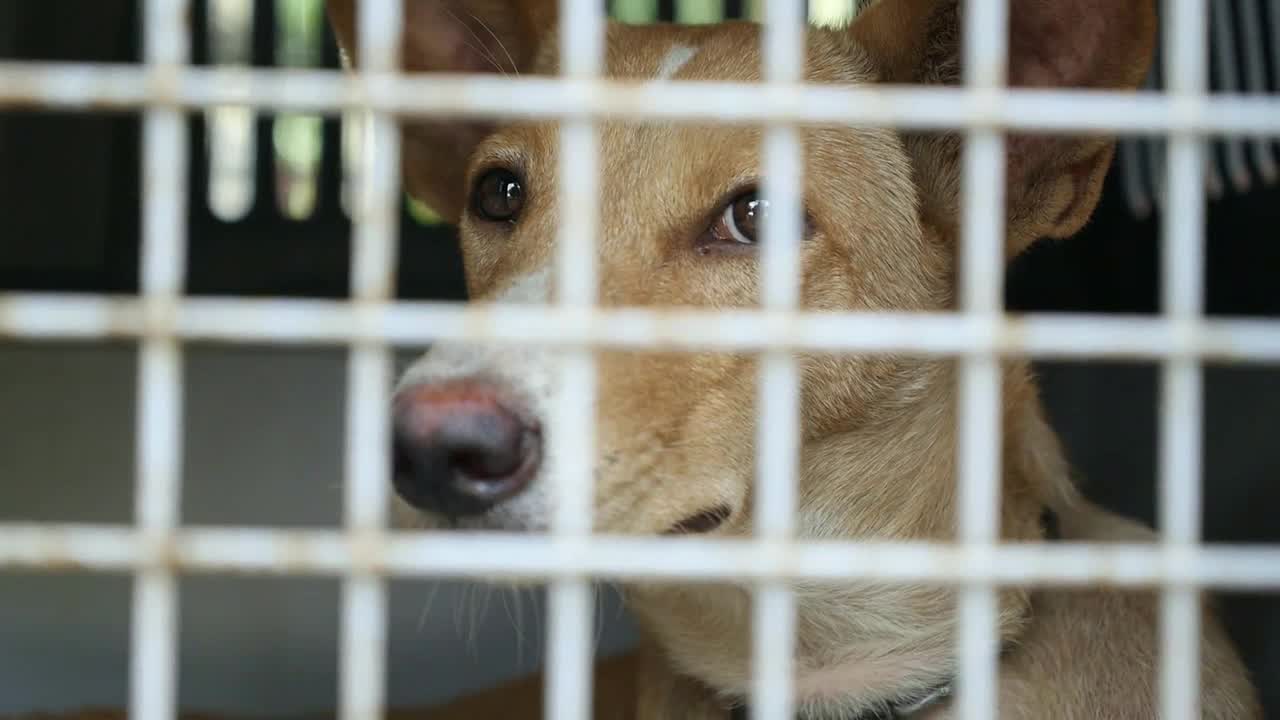 Poor Dog Locked in Cage. Animal Violence