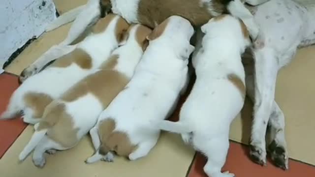 Puppies eat each other