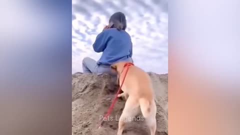 Funny animal videos