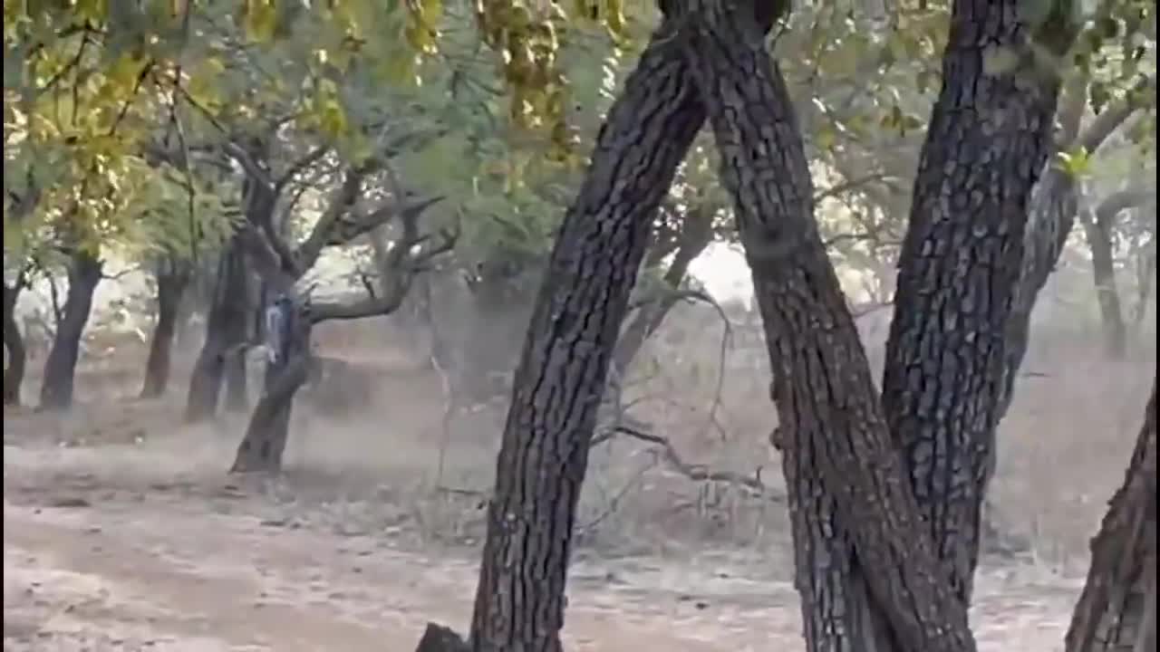 When Dogs Dare to Attack Lions !! Real Fights Between Dogs and Predators