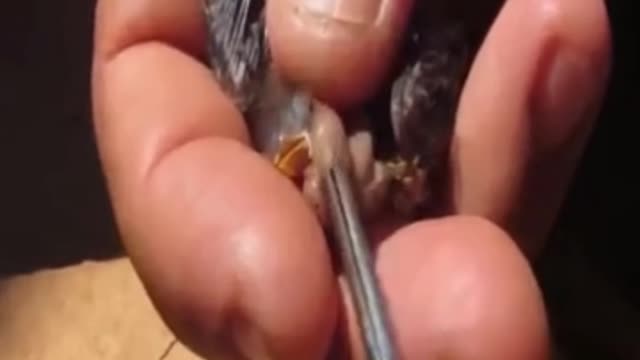 Takinng care of a small bird with parasites part 2