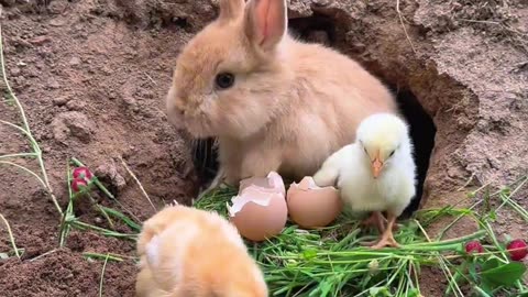 The little bunny hatches a baby chick