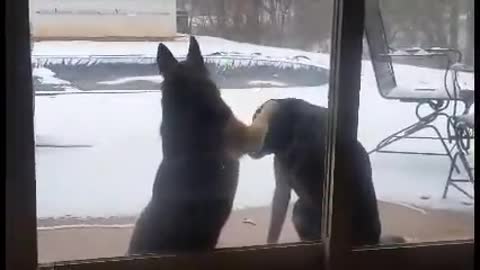 Funny Winter Dogs Lol and cute