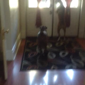 When the pups see their buddy from UPS...they love him so much!