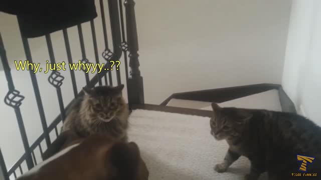 Two poor cats are in trouble because of the dog - Funny cats talking