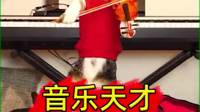 The musical genius of the cats.