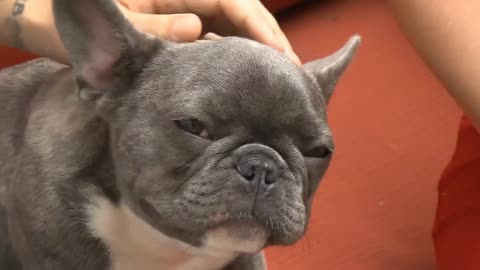 A Dog Love Eating Watermelon The New Internet Sensation?