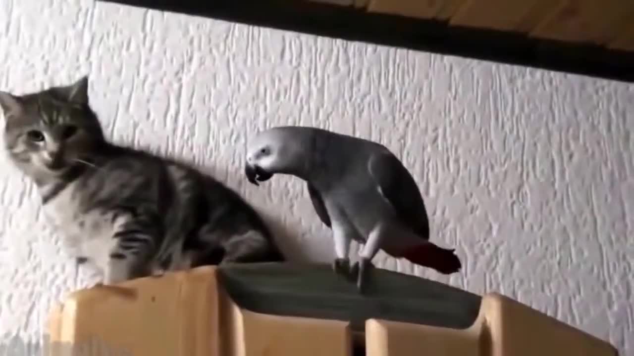 Parrot vs Cat Funny